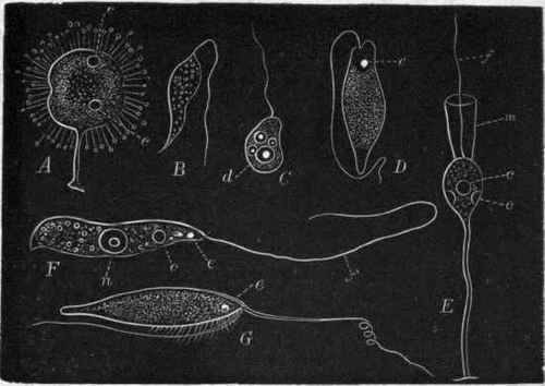 Fig. 34. Suctorial and Flagellate Infusoria. A, Podophrya; B, Cercomonas truncata; C, Monas neglecta; D, Euglena sanguinea; E, Ccdosiga pulcherrima; F, Astasia trichophora ; G, Heteromastix proteiformis. f Flagellum; m Collar at the base of the flagellum ; c Contractile vesicle; n Nucleus; e Eye spot. (After Pritchard, Ehrenberg, and James Clark.)