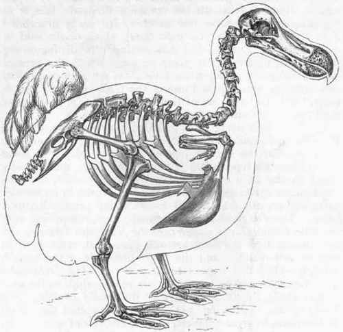 Fig. 341. Skeleton of the Dodo (Didus ineptus), restored. (After Owen.)