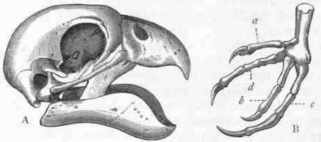 Fig. 342. A, Skull of a Parrot (Psittacus erythacus). B, Foot of the same : a Hallux ; b Index ; c Middle toe ; d Outer or ring toe. (After Blanchard.)