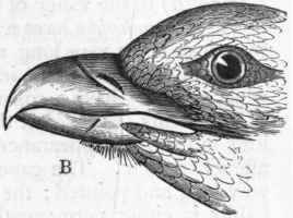Fig. 348. A, Foot of the Peregrine Falcon ; B, Head of Buzzard.