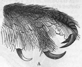 Fig. 349. A, Foot of Tawny Owl (Ulula stridula) ; B, Head of White Owl (Strix flammed).