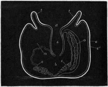 Fig. 35.   Diagrammatic vertical section of a Sea Anemone. a Mouth; .s Stomach; b Body cavity ; c c Convoluted cords (