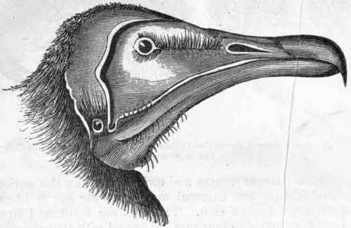 Fig. 350. Head of Vulture (Neophron percnopteru).