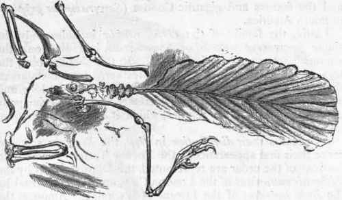 Fig. 351. Archaeopteryx macrura, showing tail and tail feathers, with detached bones.