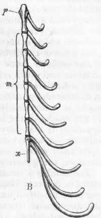 Fig. 353. A, Sternum of Man, with the costal cartilages. B, Sternum and costal cartilages of the Dog: p Presternum; m Mesosternum; x Xiphisternum.