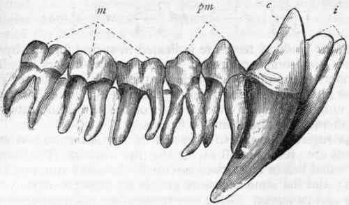 Fig. 356. Teeth of the right side of the lower jaw of the Chimpanzee (after Owen). i Incisors; c Canine tooth; pm Praemolars; m Molars.