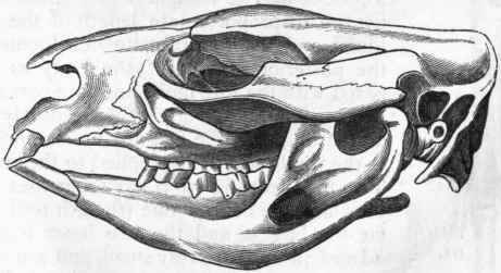 Fig. 361. Skull of Wombat. (After Giebel.)