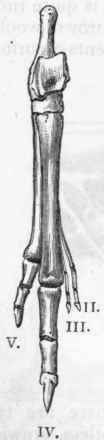 Fig. 363. Hind foot of Macropus Bennetti. (After Flower).