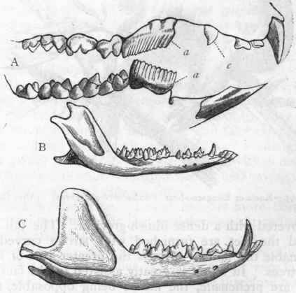 Fig. 364. A, Dentition of a herbivorous Marsupial (Hypsiprymnus cuniculus), showing the upper canine (c) and the great grooved first praemolar (a a); B, Lower jaw of an entomophagous Marsupial (Perameles obesula); C, Lower jaw of a predatory Marsupial (Dasyurus ursinus). (After Giebel and Waterhouse.)