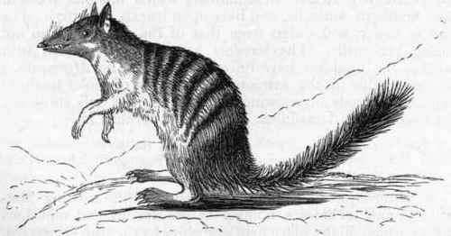 Fig. 367. Myrmecobius fasciatus.