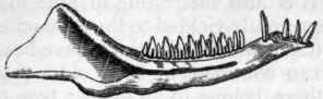 Fig. 368. Lower jaw of Dromatherium sylvestre. Trias, North Carolina. (After Emmons.)
