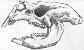 Fig. 371. Skull of Diprotodon australis.