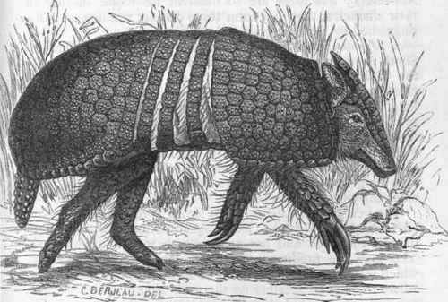 Fig. 374.   The three banded Armadillo (Tolypeutes conurus), one third of the natural size. (After Murie.)