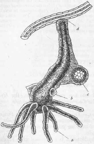 Fig. 38.   The Green Fresh water Polype (Hydra 7>iridis), suspended head downwards from a piece of astern of an aquatic plant, enlarged. a One of the tentacles; b Testis or spermarium, with spermatozoa in its interior; c A single large ovum, protruding from the side of the body; d Disc of attachment (