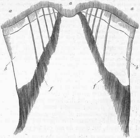 Fig. 383. Diagram of the baleen plates of a Whale. a a Section of the palatal surface of the upper jaw, showing the strong median ridge or keel; b b Baleen plates sunk at their bases in the palate; f f Fibrous margin of baleen plates.
