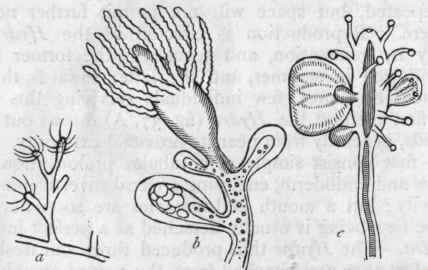 Fig. 39. Morphology of Corynida. a Fragment of Cordylophora lacustris, slightly enlarged; b Fragment of the same considerably enlarged, showing a polypite and three gonophores in different stages of growth, the largest containing ova ; c Portion . of Syncoryne Sarsii with medusiform zooids budding from between the tentacles.