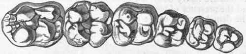 Fig. 398. Grinding surface of the molar and praemolar teeth of a Peccary (Dicotyles labiatus), showing the bunodont type of dentition. (After Giebel.)