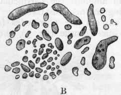 Fig. 4. A, Living particles or molecules developed in organic infusions ; B, Bacteria developed in organic infusions, highly magnified. (After Beale.)