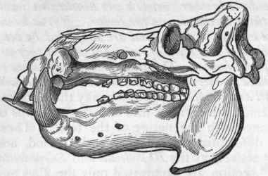 Fig. 400. Skull of Hippopotamus amphibius, side view. (After Giebel.)