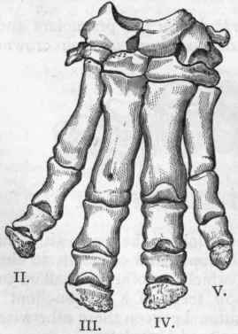 Fig. 401. Left fore foot of Hippopotamus amphibius. (After Cuvier.)