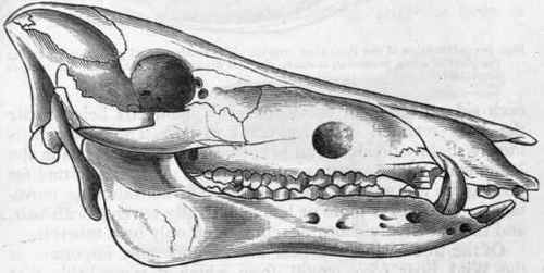 Fig. 402. Skull of the Wild Boar (Sus scrofa ferus). (After Gray.)