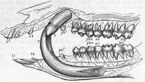 Fig. 403. Dentition of the Boar (Sus scrofa). The tooth marked pm1, though taking the place of a first praemolar, is really the first deciduous molar, which has not yet been shed.