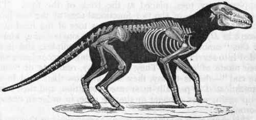 Fig. 404. Anoplotherium commune. Eocene Tertiary, France. (After Cuvier.)