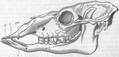 Fig. 407. Side view of skull of Camelus Bactrianus : i Upper incisor; c c Canines ; pm Isolated praemolar. (After Giebel.)