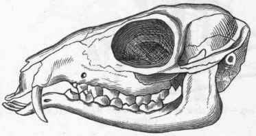 Fig. 408. Side view of the skull of Tragulus favanicus. (After Giebel.)