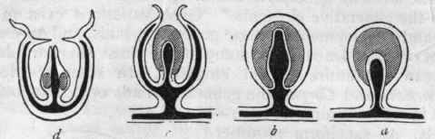 Fig. 41. Reproductive processes of Hydrozoa. a Sporosac ; b Disguised medusoid ; c Attached medusiform gonophore; d Free medusiform gonophore. The cross shading indicates the reproductive organs, ovaria or spermaria. The part completely black indicates the cavity of the manubrium and the gonocalycine canals.