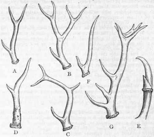 Fig. 410. A, Antler of the