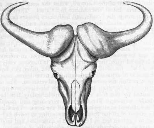 Fig. 411. Skull of the Cape Buffalo (Bubalus caffer), viewed from above, showing the horn cores. (After Cuvier.)