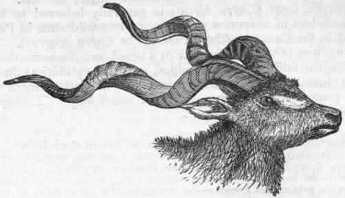 Fig. 412. Head of the Koodoo (Strepsiceros Koodoo).