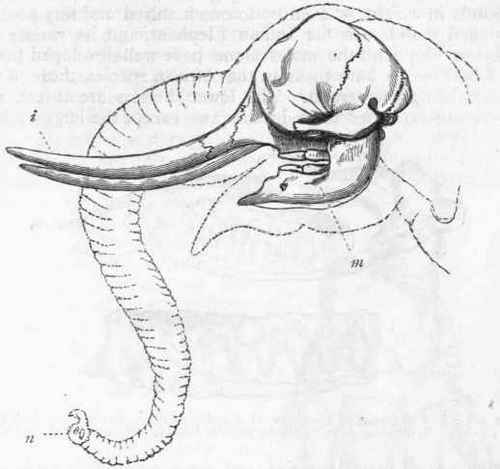 Fig. 417.   Skull of the Indian Elephant (Elephas Indicus): i Tusk like upper incisors ; m Lower jaw, with molars, but without incisors ; n Nostrils, placed at the end of the proboscis. (After Owen.)