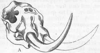 Fig. 420.   A, Skull of Mastodon giganteum ; of Mastodon giganteum.