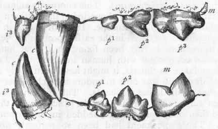 Fig. 423.   Permanent dentitition of the Lion (Felis leo). In the upper jaw the letter p3 indicates the upper carnassial, while in the lower jaw the letter m indicates the lower carnassial.
