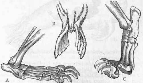 Fig. 424.   Foot of Carnivora (after Owen). A, Plantigrada, Foot of Bear ; B, Pinnigrada, Hind feet of Seal; C, Digitigrada, Foot of Lion.