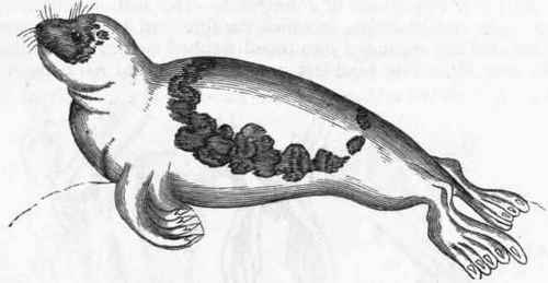 Fig. 425. The Greenland Seal (Phoca Graenlandica).