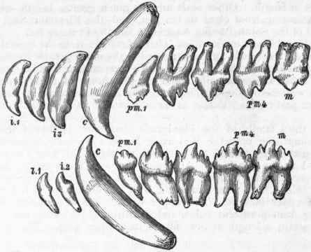 Fig. 426. Dentition of the common Seal (Phoca vitulina).