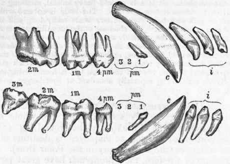 Fig. 428.   Dentition of the Polar Bear (Thalassarctos maritimus).