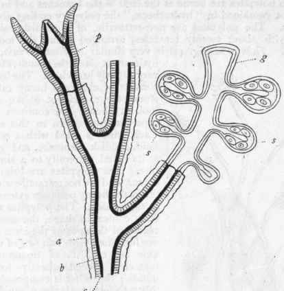 Fig. 43.   Diagram of sporosacs supported upon a gonoblastidion (or blastostyle). a Chitinous investment (periderm) of the colony; b Ectoderm; c Endoderm ; p Poly pite; g Gonoblastidion, or columniform zooid, carrying sporosacs (s s) with ova in their interior. (Altered from Allman.)