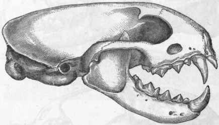 Fig. 430. Skull of the Polecat (Putorius foetidus).