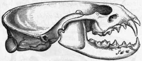 Fig. 431. Skull of common Otter (Lutra vulgaris), viewed from one side.