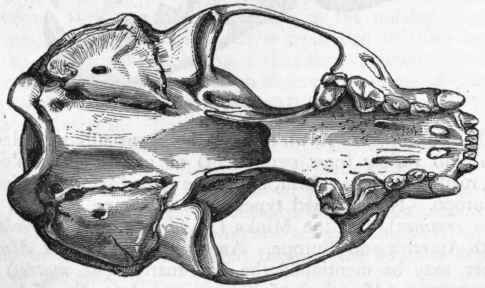 Fig. 432. Under view of the skull of the common Otter. (After Coues.)