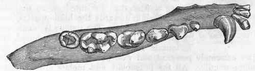 Fig. 433. Dentition of the Civet cat (Viverra civetta). The upper figure shows the upper jaw, the lower figure gives the lower teeth.
