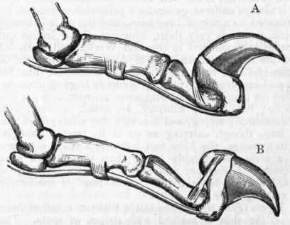 Fig. 436.   Bones and ligaments of the toe of a Cat, showing the claw retracted (A) and protruded (B).