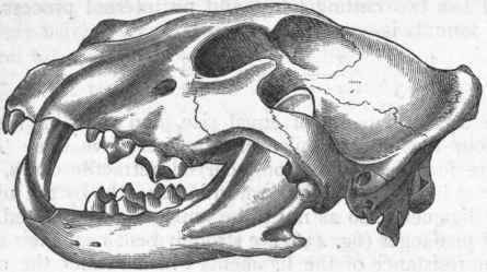 Fig. 437.   Side view of the skull of the Lion (Felts leo).