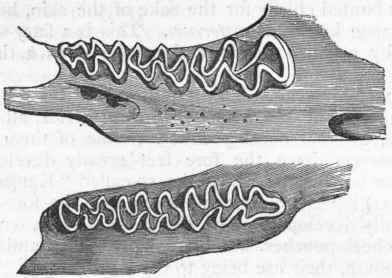 Fig. 439. Molar teeth of the Water rat (Arvicola amphibius).