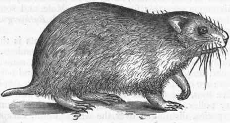 Fig. 440. Common Hamster (Cricetus vulgaris).