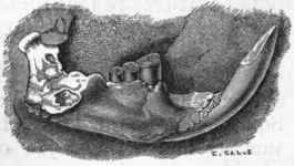 Fig. 441. Jaw of Trogontherium Cuvieri. Post pliocene.